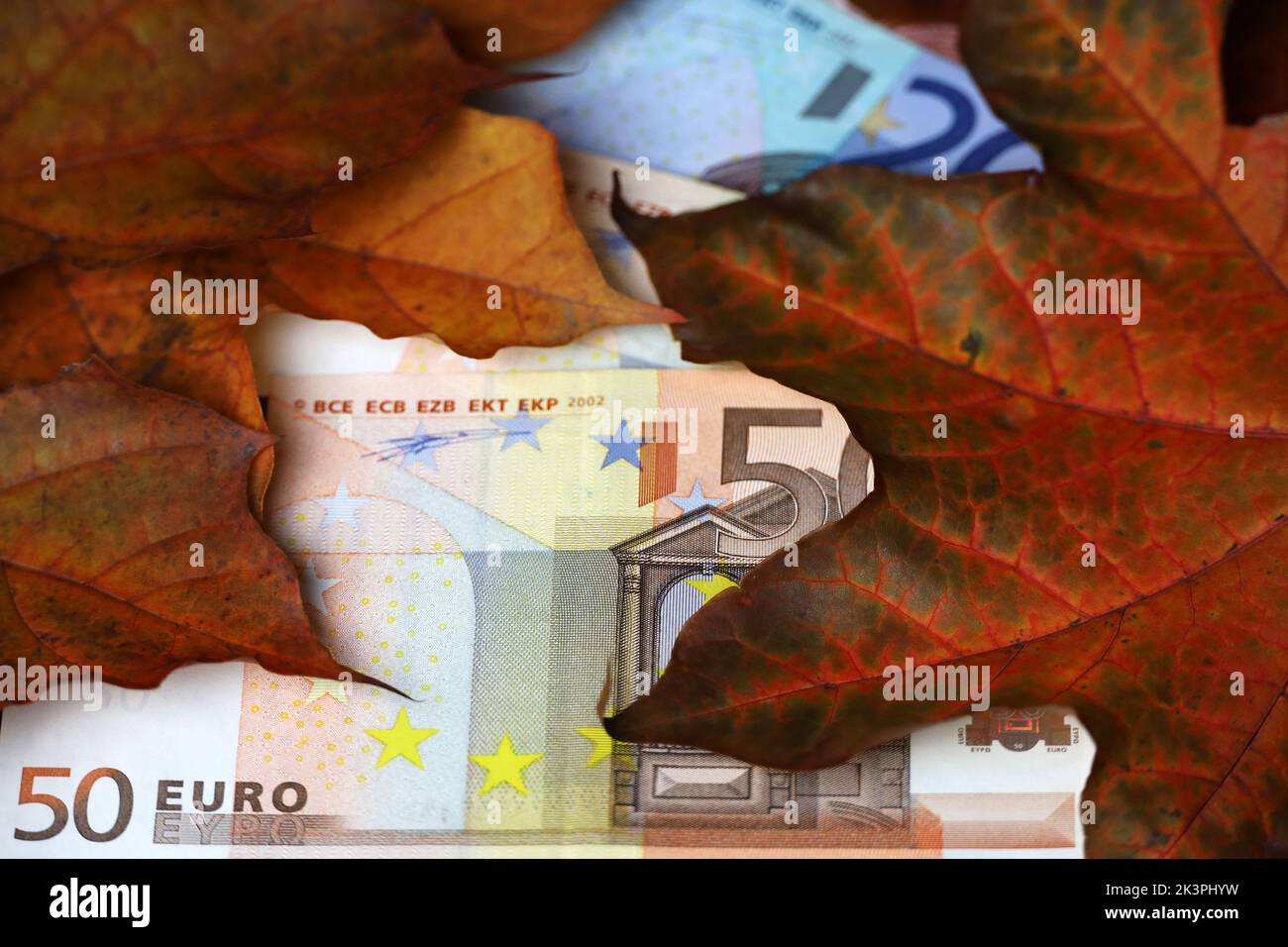 Banconote in euro coperte con foglie di acero rosso e arancione. Economia dell'Europa in autunno, tasso di cambio Foto Stock