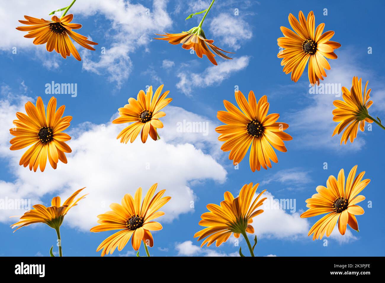 Splendidi fiori di calendula che volano nell'aria contro lo sfondo blu del cielo. Layout floreale creativo Foto Stock