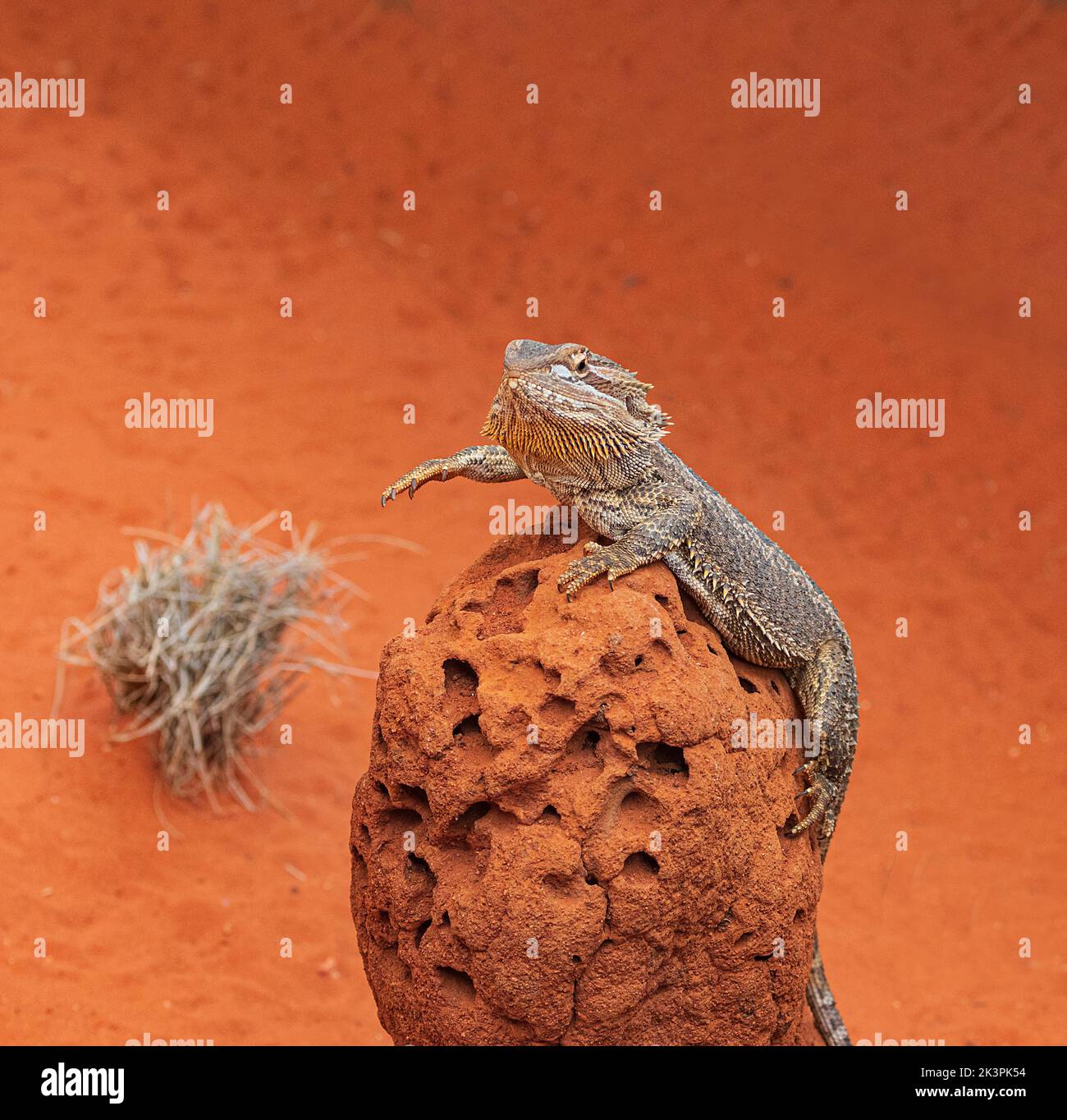 Il drago coriaceo (Pogona vitticeps) è una specie di lucertola di agamide che si trova in una regione arida a semiarida dell'Australia orientale e centrale Foto Stock