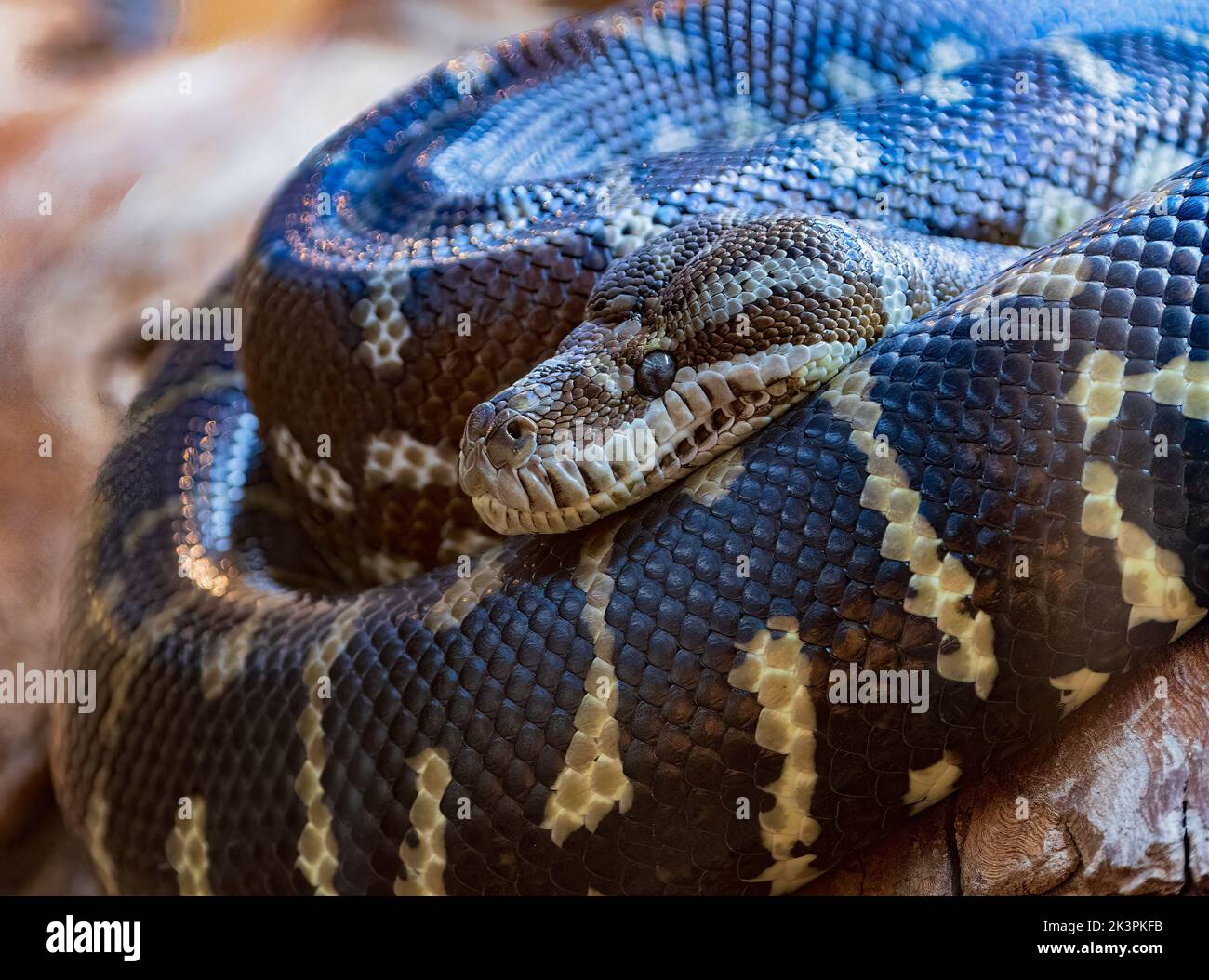 Il Python (Morelia spilota bredli) è originario dell'Australia. Prigioniero. Foto Stock