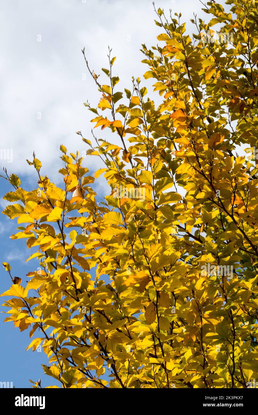 Faggio giapponese, Fagus crenata, albero, Faggio, Autunno, Filiali, Foliage Foto Stock