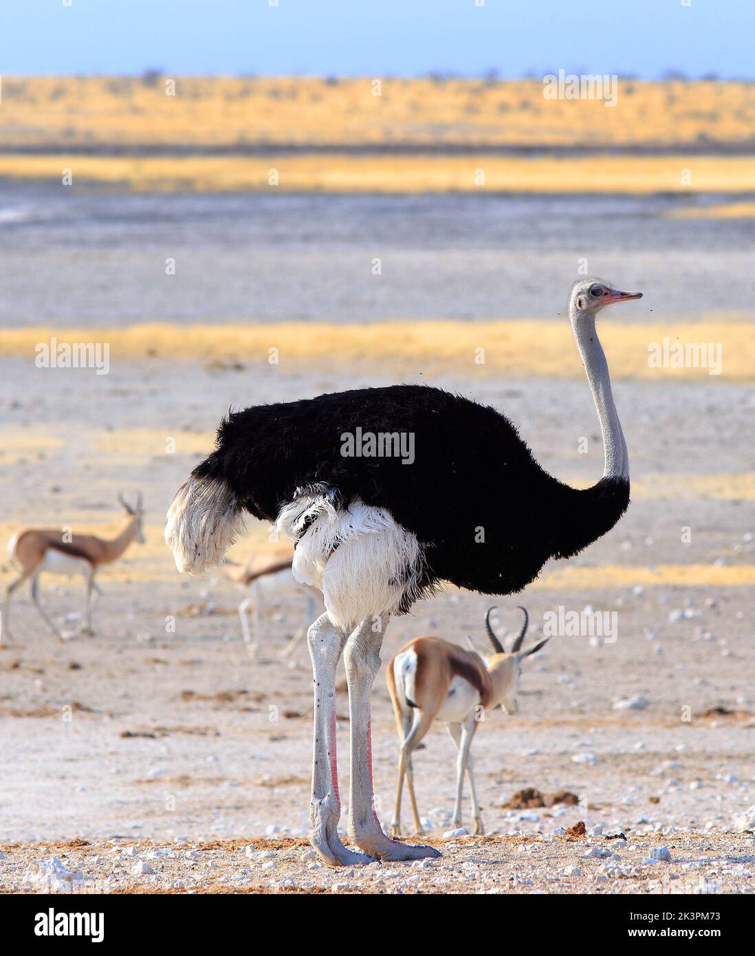 Ritratto di uno struzzo maschio in piedi sulla savana secca all'aperto nel parco nazionale di Etosha, mentre un trampolino si trova nelle vicinanze. Foto Stock