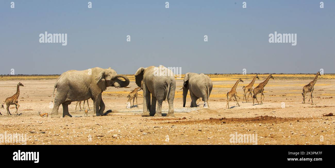 Vista panoramica della buca d'acqua di Aus con tre elefanti e sette giraffe che camminano attraverso la savana vuota asciutta nel Parco Nazionale di Etosha, Namibia Foto Stock