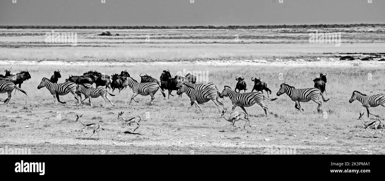 Salvadora, animali che corrono attraverso la savana aperta in bianco e nero Foto Stock