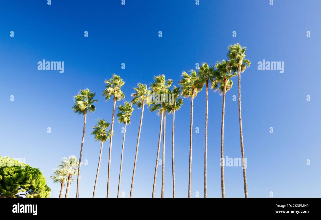 Allineamento di altissime palme Washingtonia Filifera con sfondo cielo blu a Cannes Foto Stock