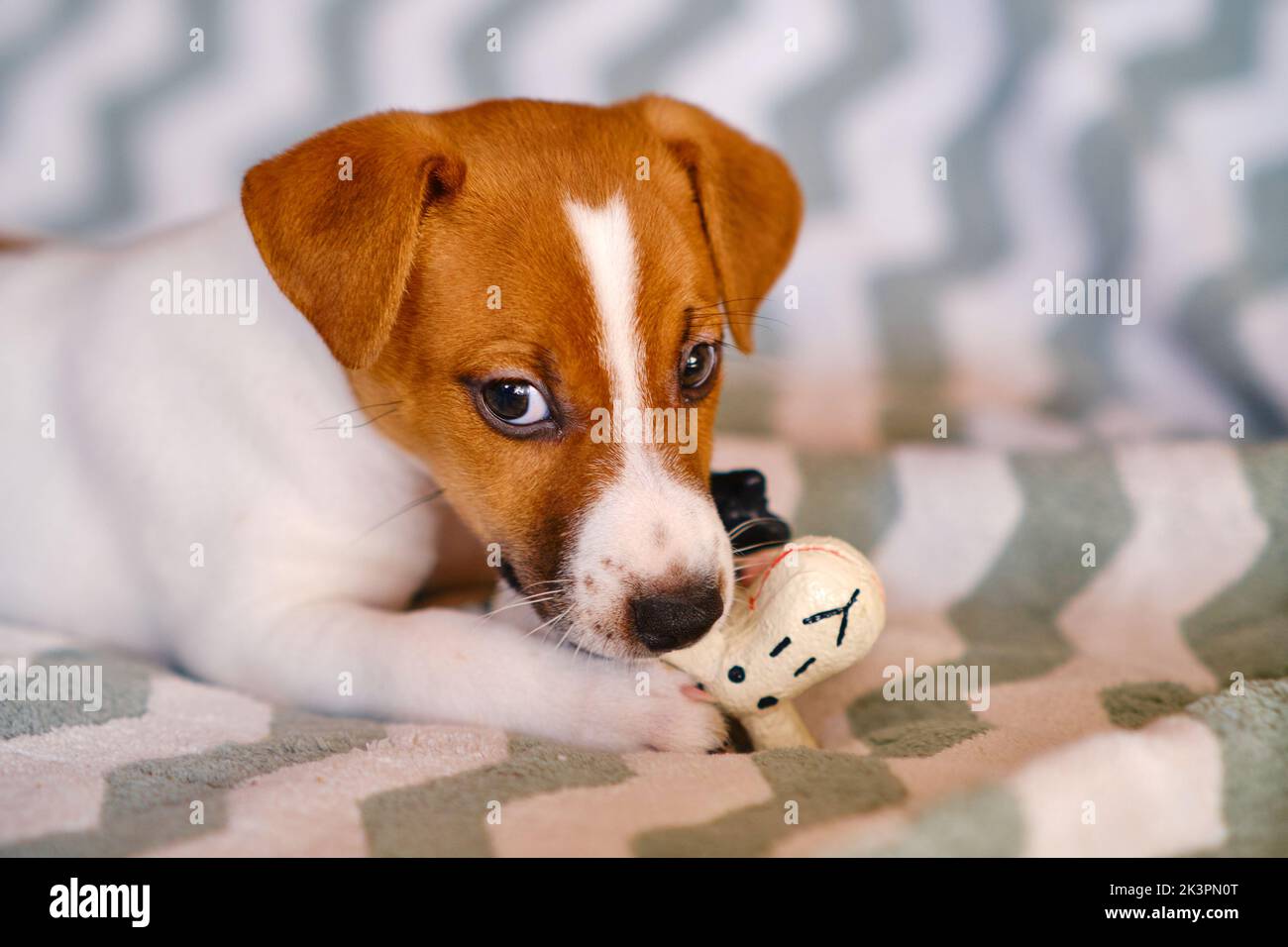 Piccolo Jack Russell Terrier cucciolo giocando con il giocattolo Foto Stock Piccolo Jack Russell Terrier cucciolo giocando con il giocattolo Foto Stock