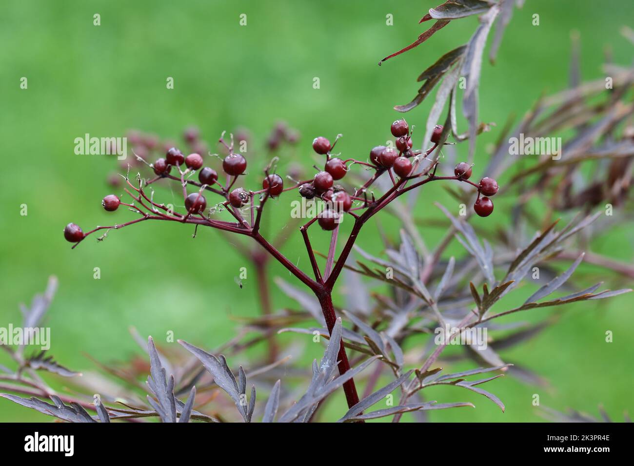 primo piano di elderberridi rosso-nero su uno sfondo verde sfocato Foto Stock