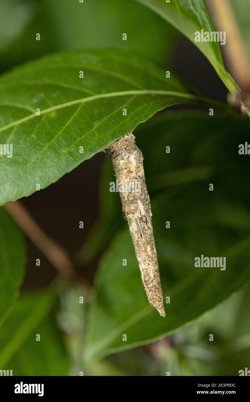 Il Bagworm prende il nome dalla custodia protettiva che il bruco costruisce dalla seta e dai detriti per mimetizzazione. Di solito solo il mosca maschio. Foto Stock