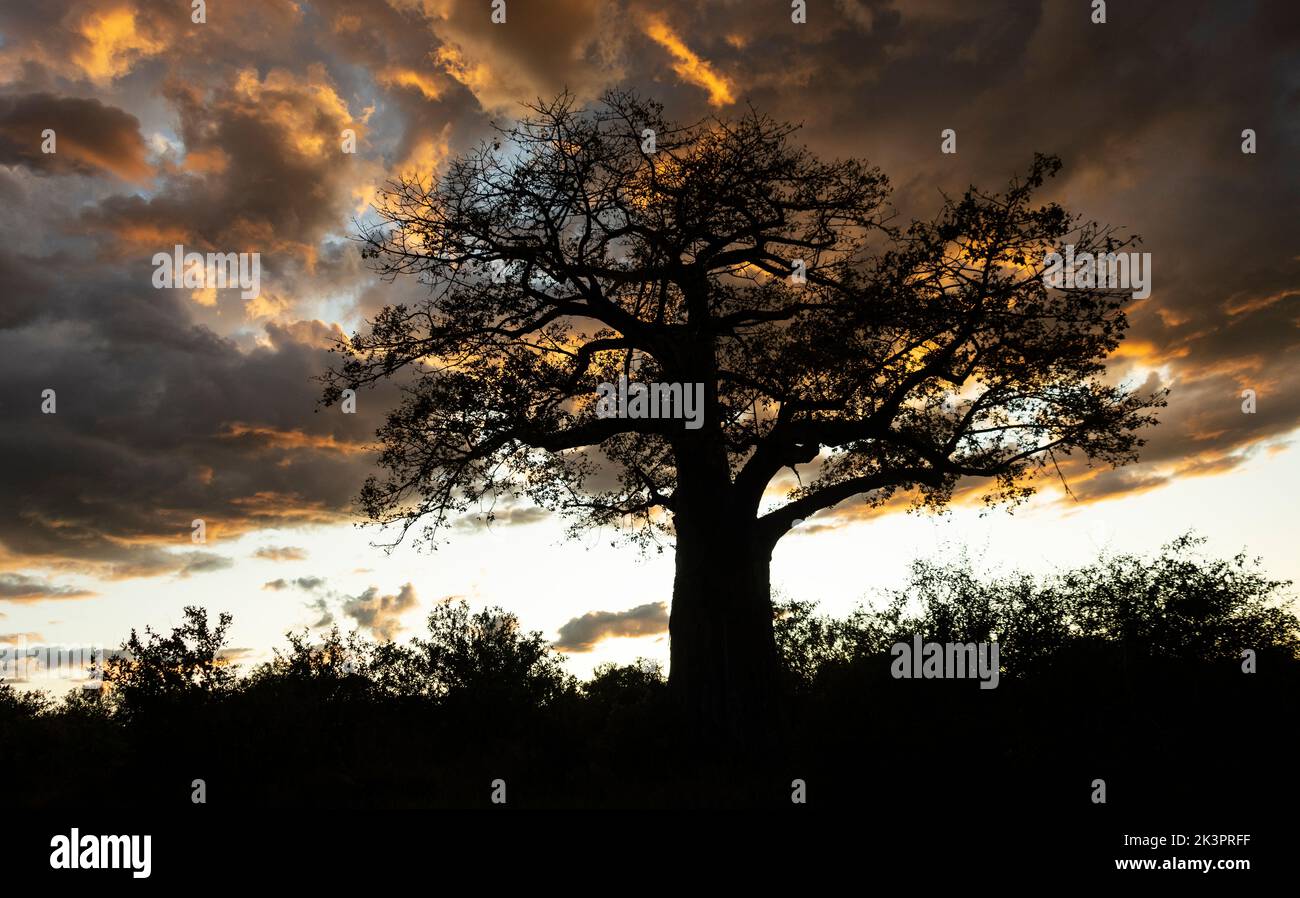 Un grande Baobab è silhouette contro l'ultima luce del giorno. Questi alberi antichi hanno una forma distinta che li guadagna il soprannome albero capovolto. Foto Stock