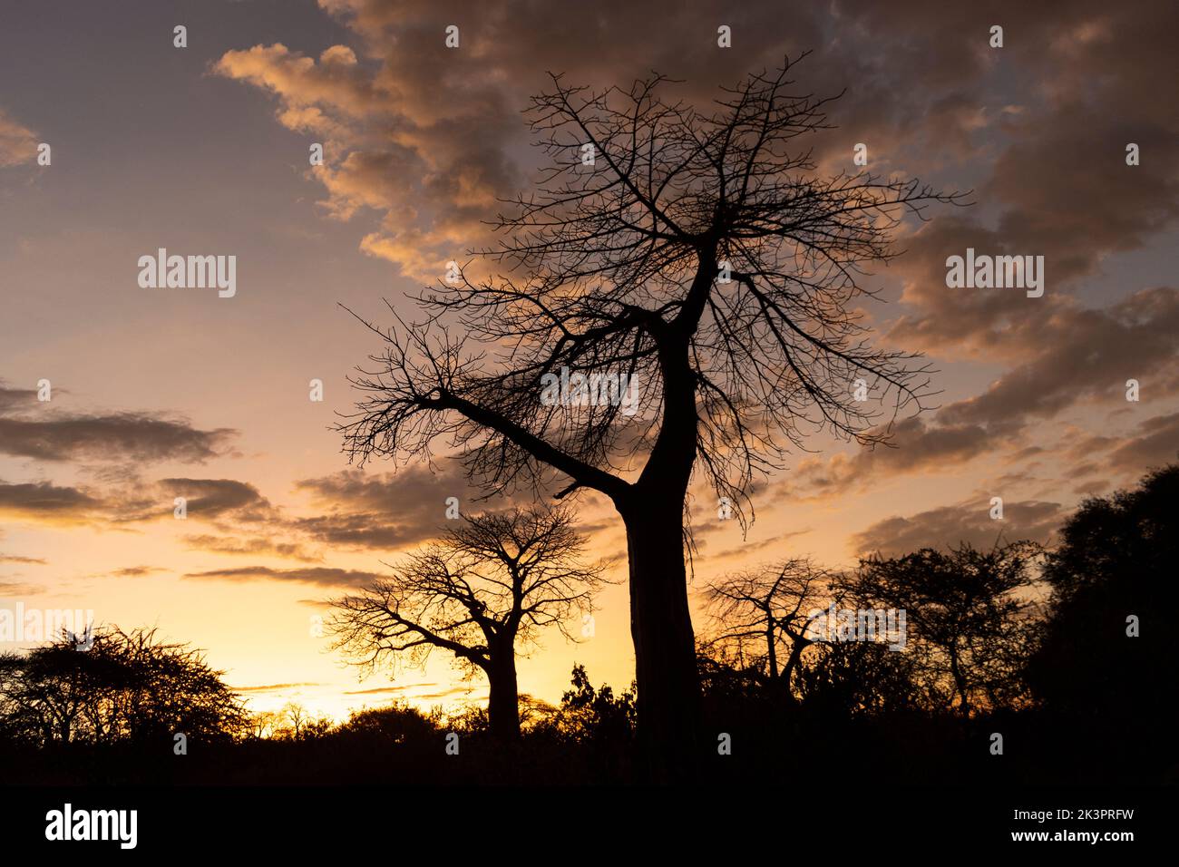I baobab sono silhouette contro l'ultima luce del giorno. Questi alberi antichi hanno una forma distinta che li guadagna il soprannome di albero rovesciato Foto Stock