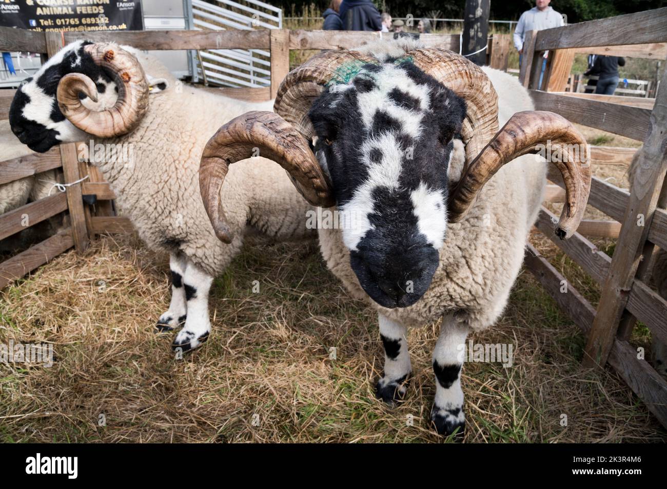 Due arieti Lonk all'annuale Holme Chapel Lonk Sheep Show, Cliviger, Lancashire, UK. I Lonks sono una razza rara di pecore della collina settentrionale. Foto Stock