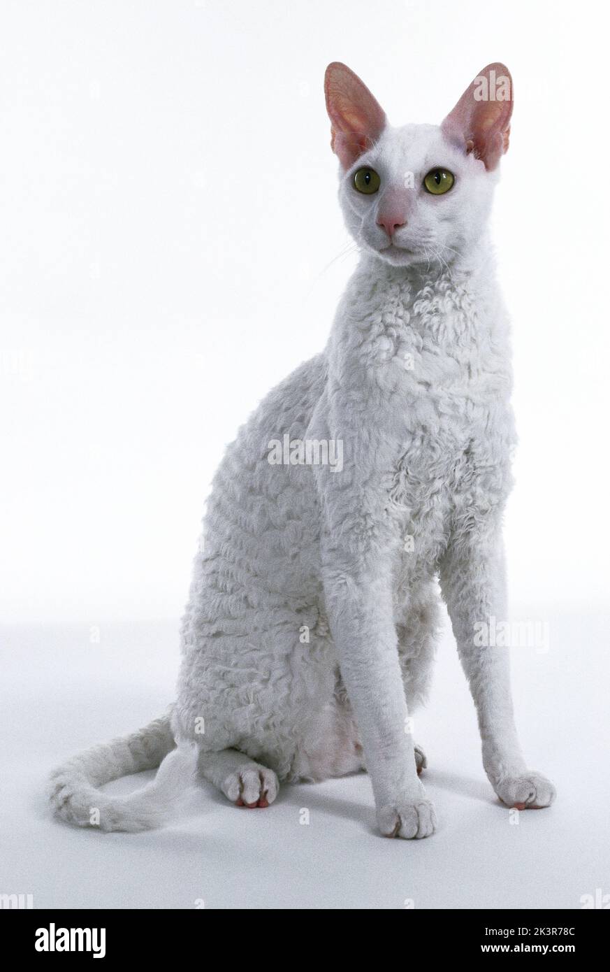 Bianco Cornish Rex Cat Foto Stock