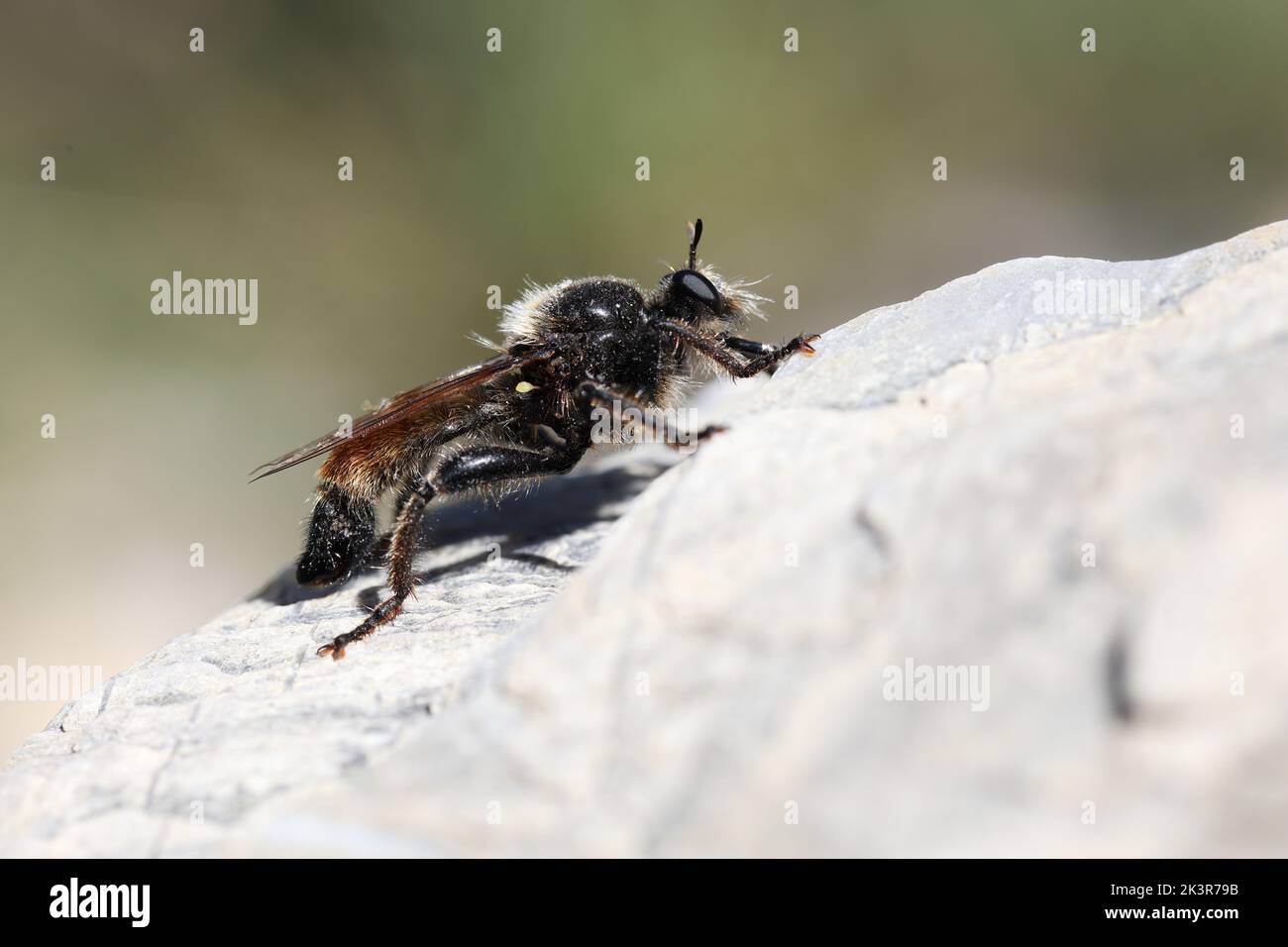 assassino giallo volare seduto sul suo persico in cerca di preda Foto Stock