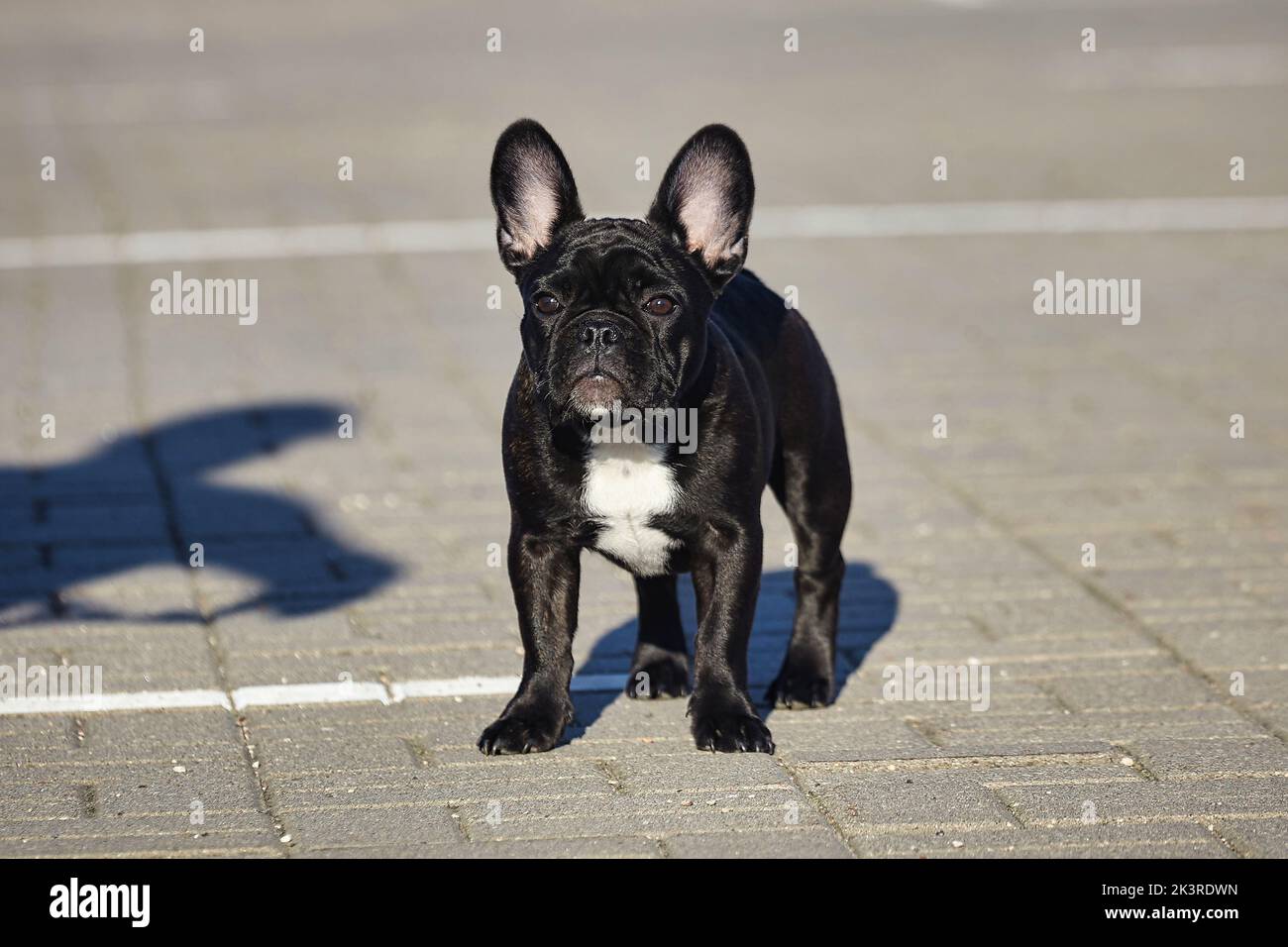 Affascinante cucciolo di un bulldog francese nero con il sole nel parcheggio. Foto Stock Affascinante cucciolo di un bulldog francese nero con il sole nel parcheggio. Foto Stock
