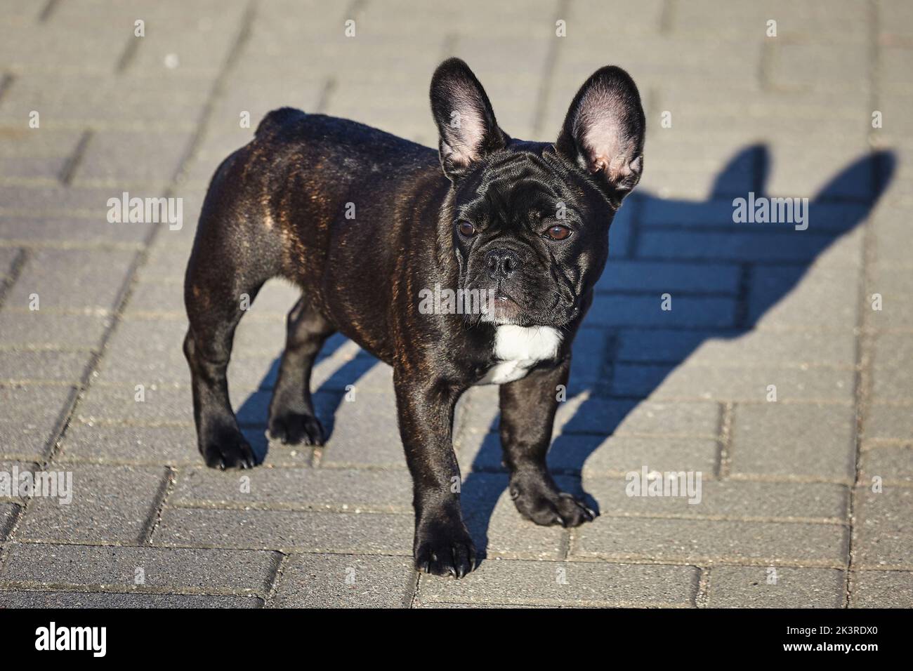 Affascinante cucciolo di un bulldog francese nero con il sole nel parcheggio. Foto Stock Affascinante cucciolo di un bulldog francese nero con il sole nel parcheggio. Foto Stock
