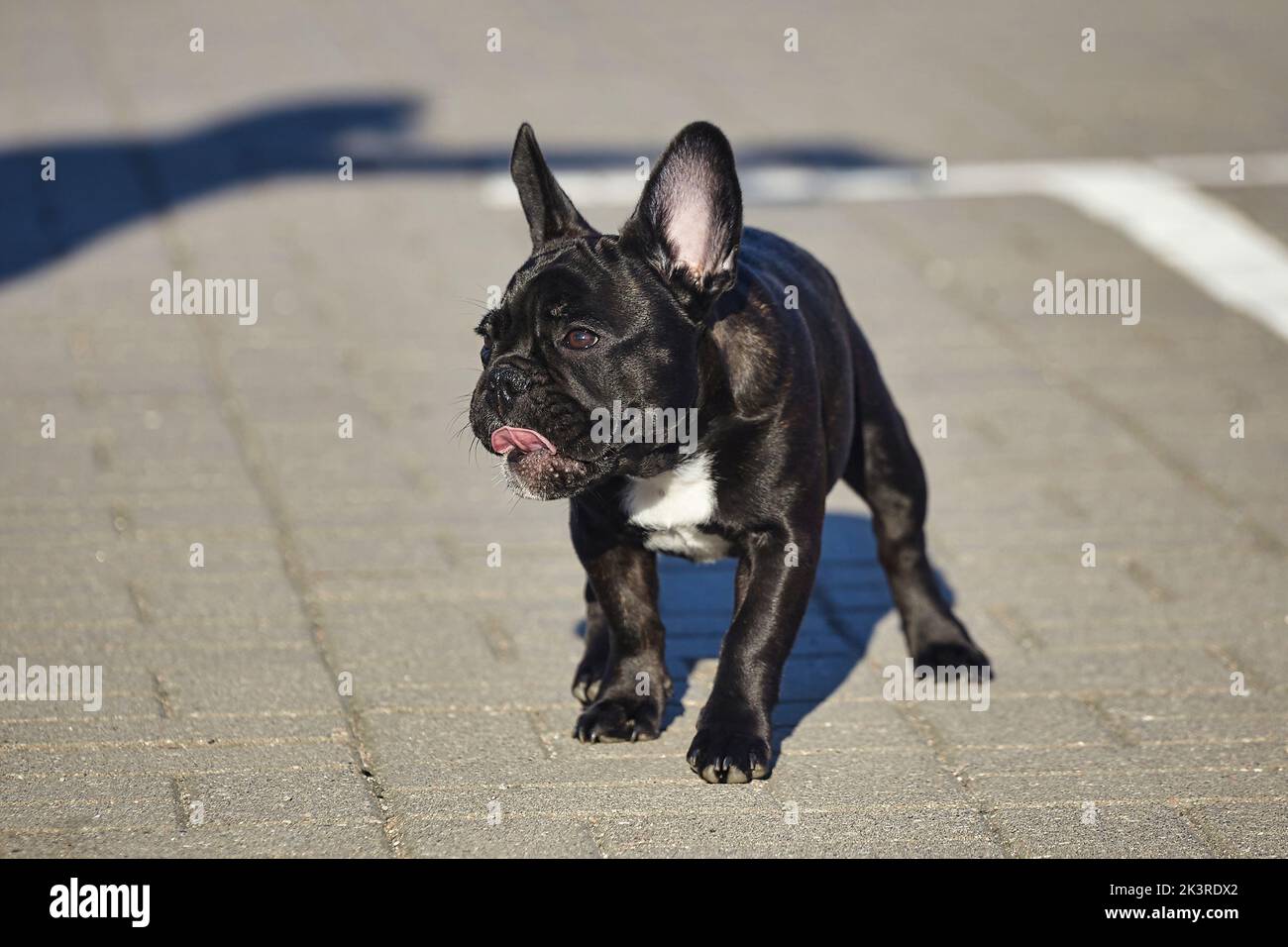 Affascinante cucciolo di un bulldog francese nero con il sole nel parcheggio. Foto Stock Affascinante cucciolo di un bulldog francese nero con il sole nel parcheggio. Foto Stock