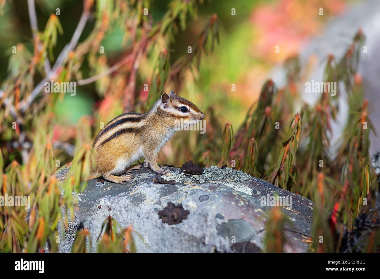 Un cippunk siede su una roccia circondata da gambi di rosmarino selvaggi. Autunno nella foresta. Foto Stock