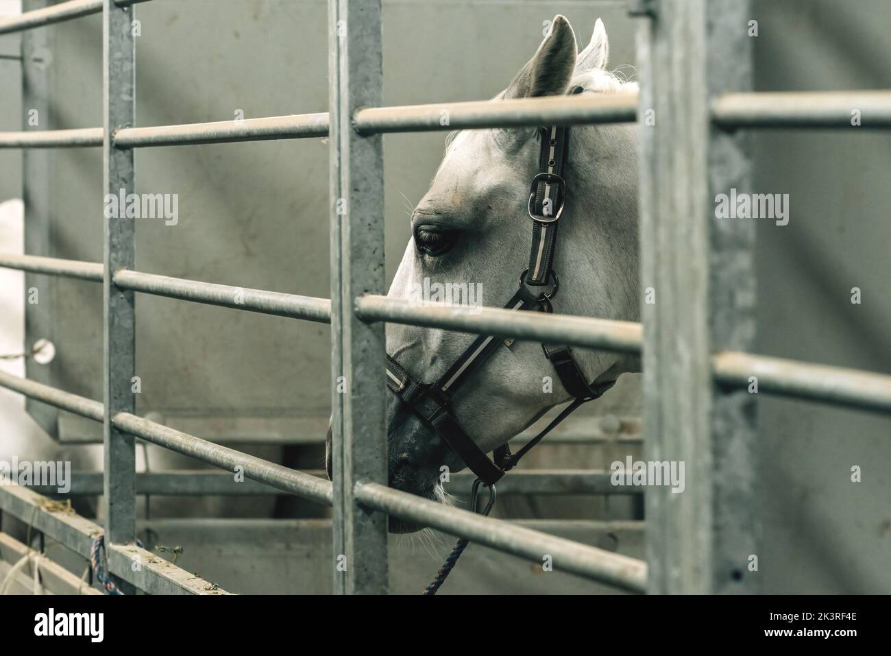 Il triste cavallo bianco dietro le sbarre di una penna di fattoria, fuoco selettivo Foto Stock
