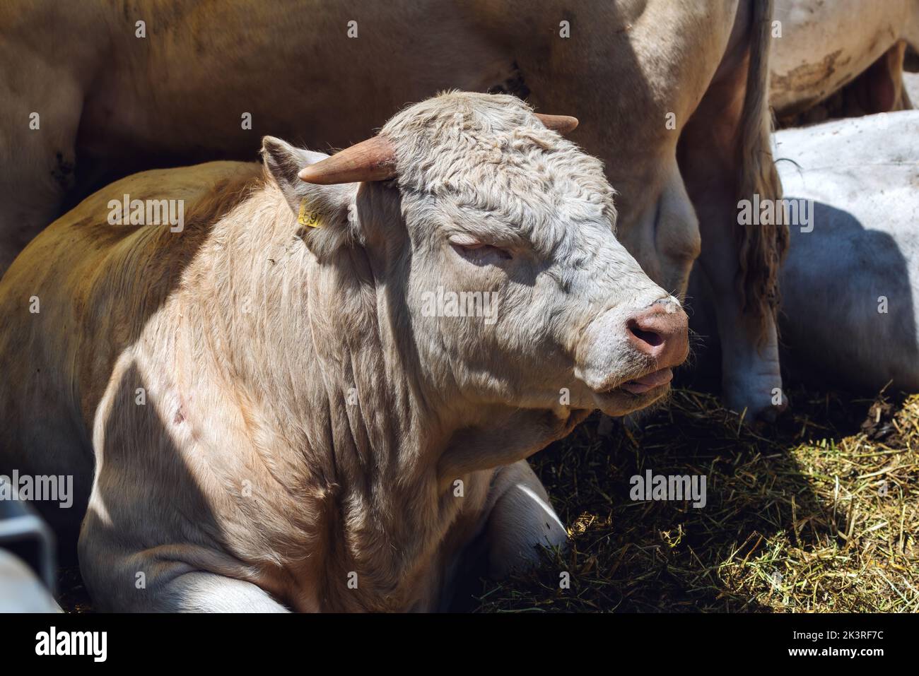 Forte maschio bull in una fattoria casearia, fuoco selettivo Foto Stock