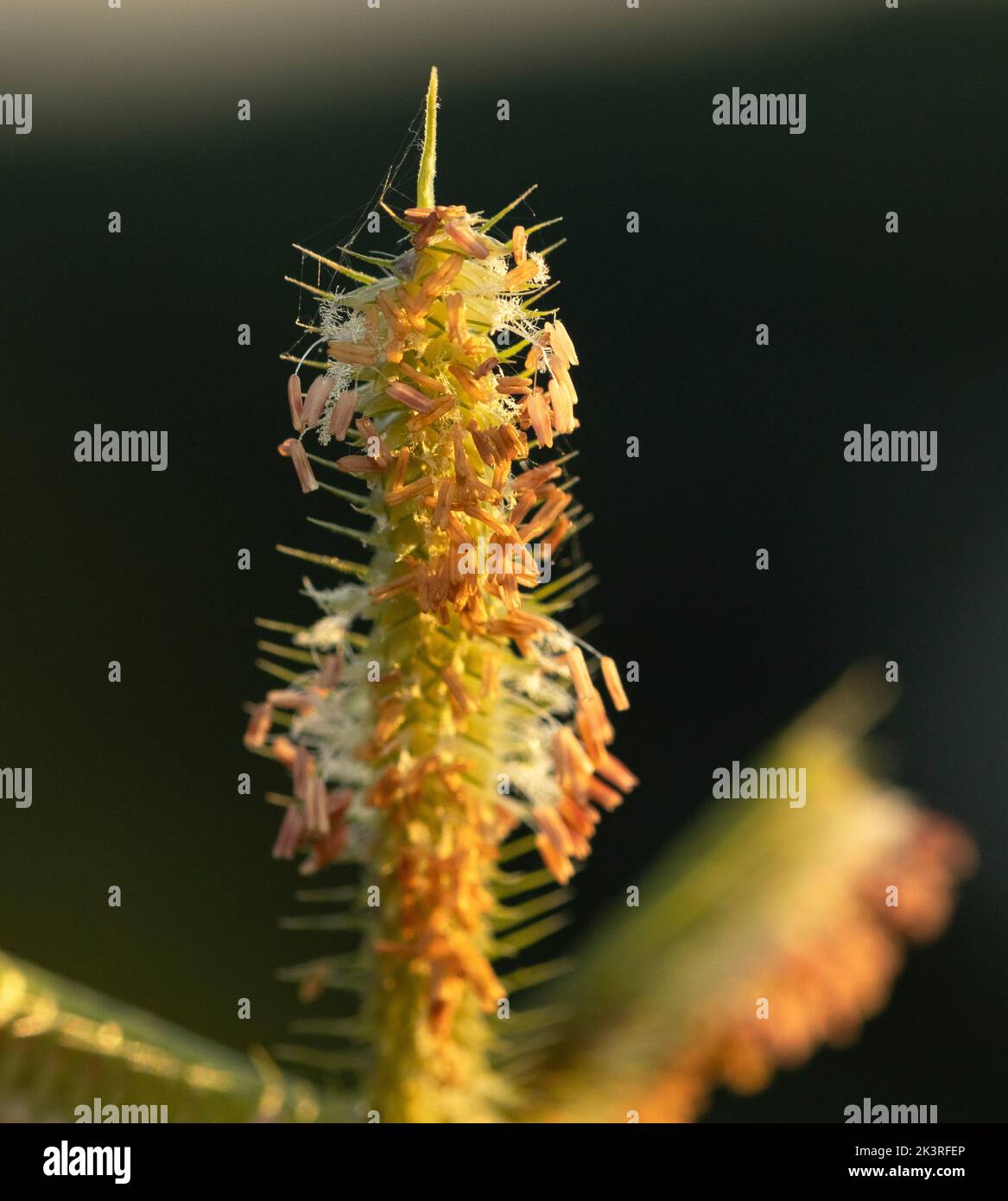 Il Crowfoot comune sviluppa fiori durante le piogge e si basa sul polline fine dalle antere sospese per essere distribuito sui venti Foto Stock