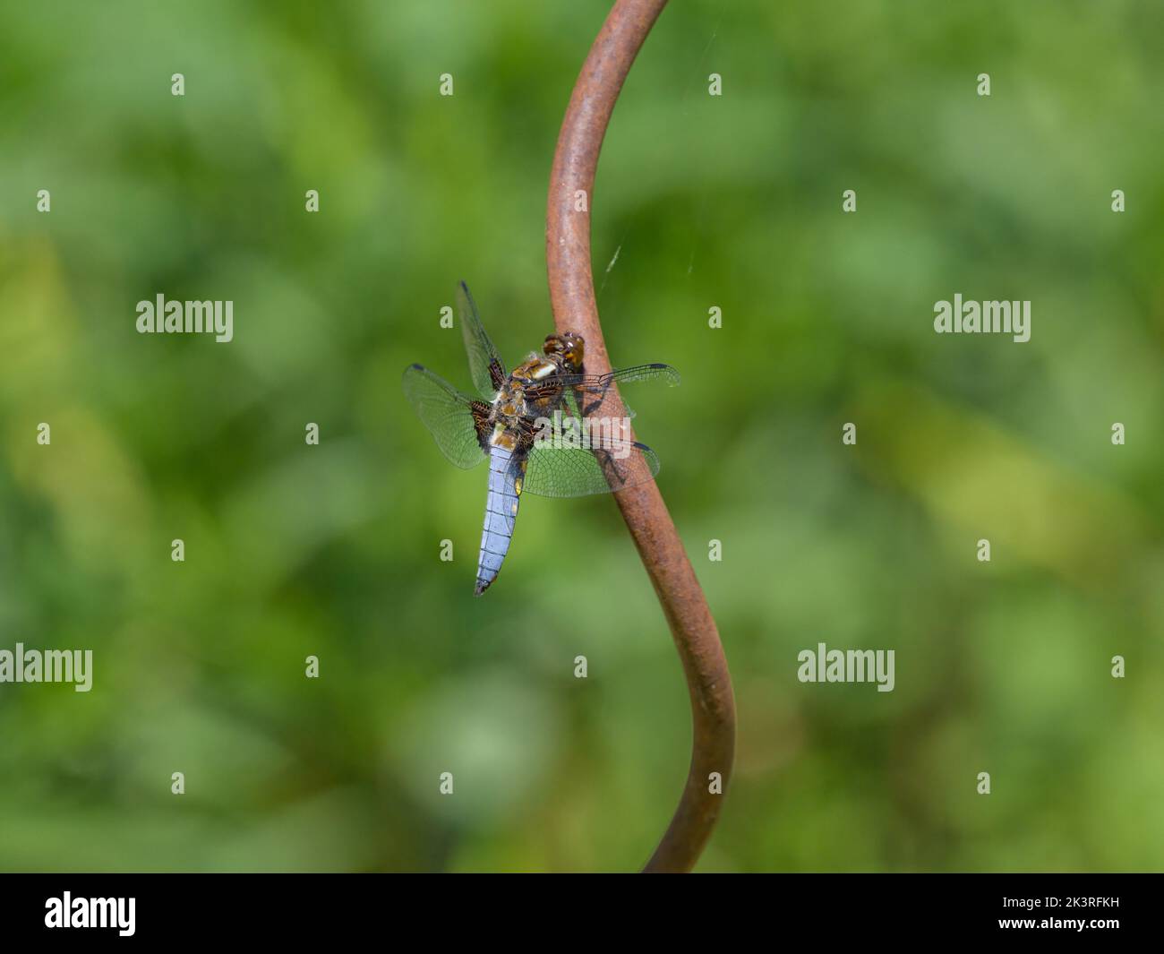 Una libellula a bacchetta larga (Libellula depria) che riposa su un bastone arrugginito vicino ad un piccolo stagno, giorno di sole in primavera Foto Stock