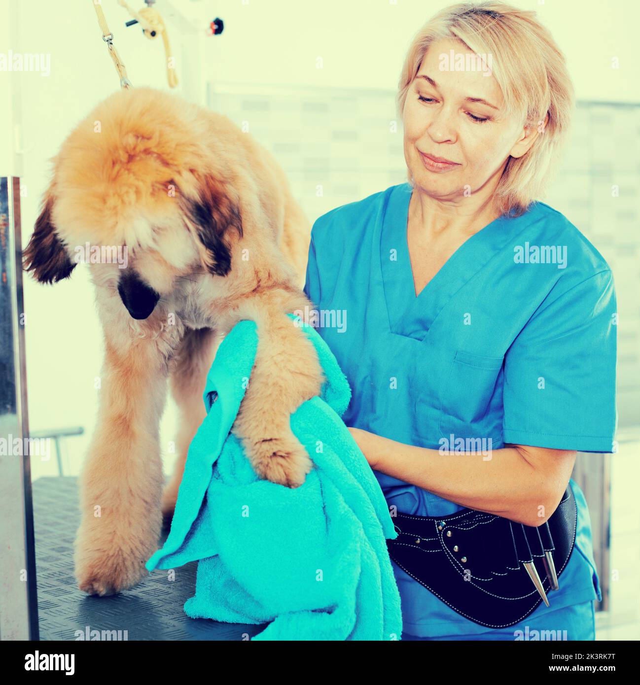 donna matura parrucchiera panni cucciolo di cane afghano in parrucchiere per cani Foto Stock