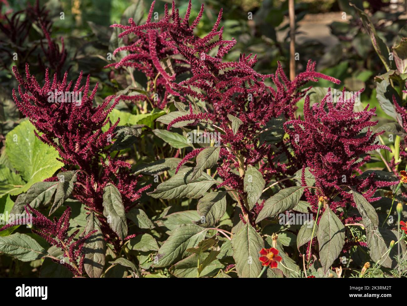 Amaranth rosso o Amaranthus, storicamente usato come colorante naturale per tessuto / stoffa / materiali. Foto Stock