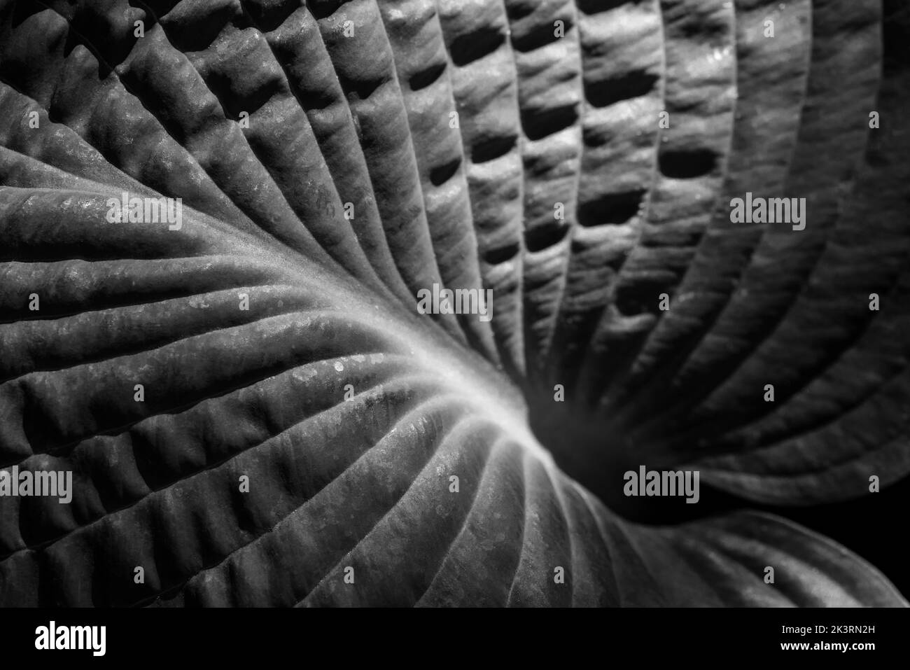 Primo piano della luce del sole che rivela la foglia pesantemente nervata di una pianta Hosta. Impianto scultoreo. Trama astratta / motivo, sfondo bianco e nero. Foto Stock