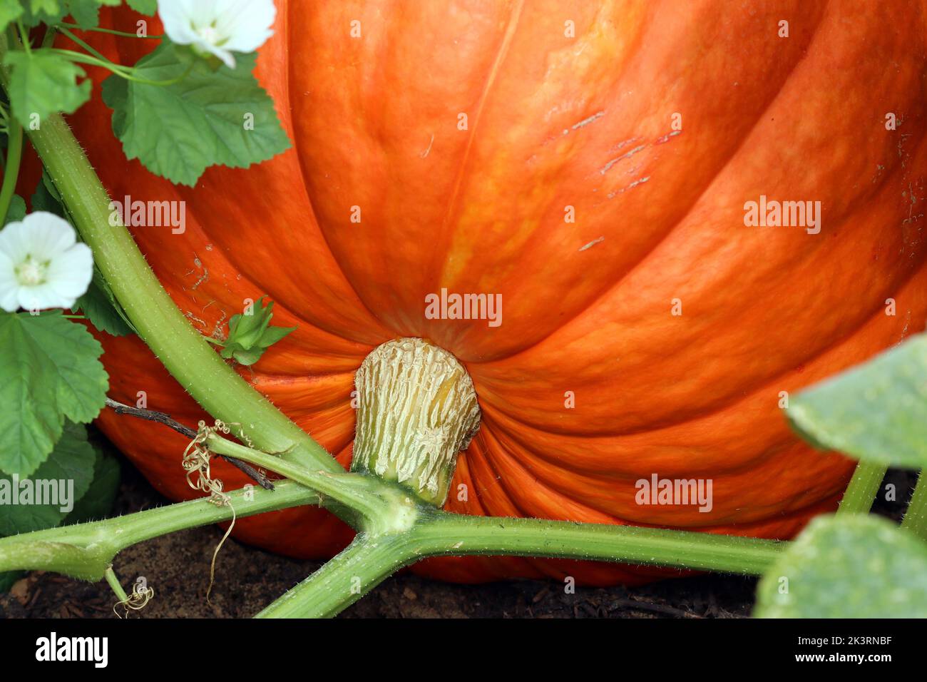 Varietà di zucca gigante di Dills Atlantic. Immagine ravvicinata della pelle striata arancione attaccata alla vite. Cottage giardino, sud dell'Inghilterra, settembre. Foto Stock