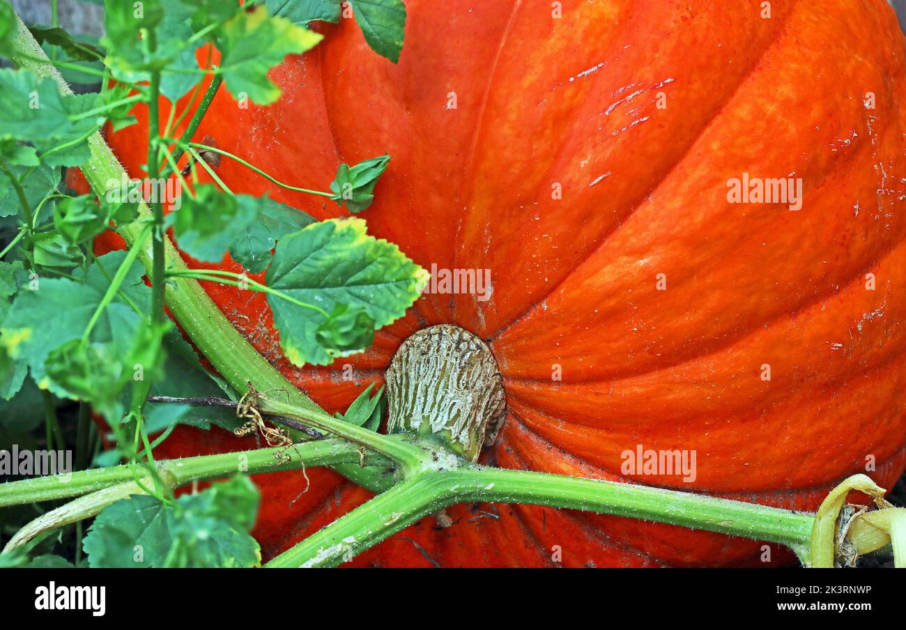 Varietà di zucca gigante di Dills Atlantic. Immagine ravvicinata della pelle striata arancione attaccata alla vite. Cottage giardino, sud dell'Inghilterra, settembre. Foto Stock
