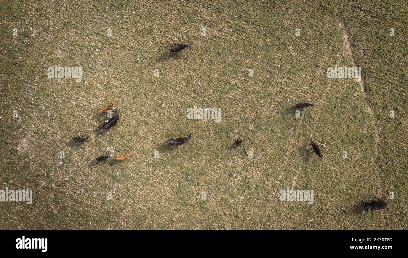 Mucche allevate con pascoli naturali, produzione di carne nella campagna argentina, provincia di la Pampa, Argentina Foto Stock