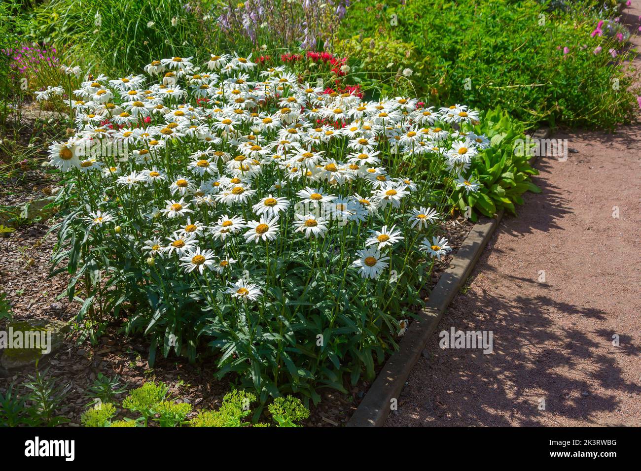 Folli della camomilla, nivyanik magnifico , leucanthemum superbum , in un giardino ben curato Foto Stock