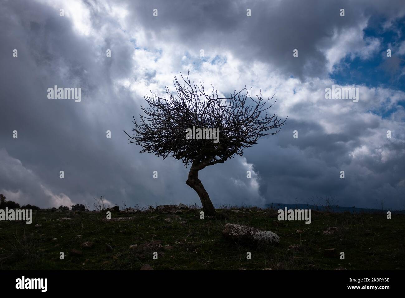 Silhouette di un albero contro drammatico paesaggio Foto Stock
