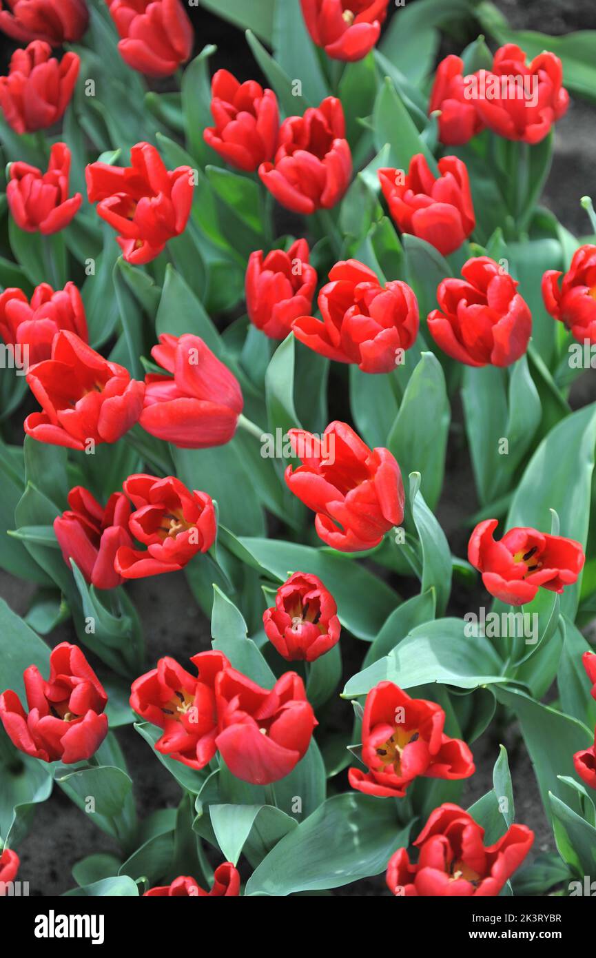 Tulipani rossi (Tulipa) il Principe Ruby fiorisce in un giardino nel mese di marzo Foto Stock