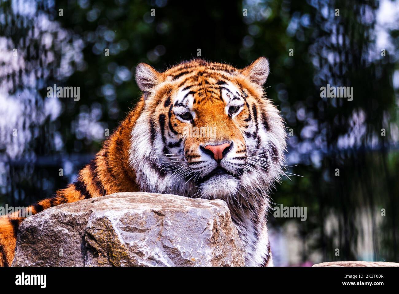 Un ritratto di una pericolosa tigre siberiana dietro una roccia e guardando dritto la fotocamera. L'animale predatore è un gatto grande e ha un arancio e una merda Foto Stock