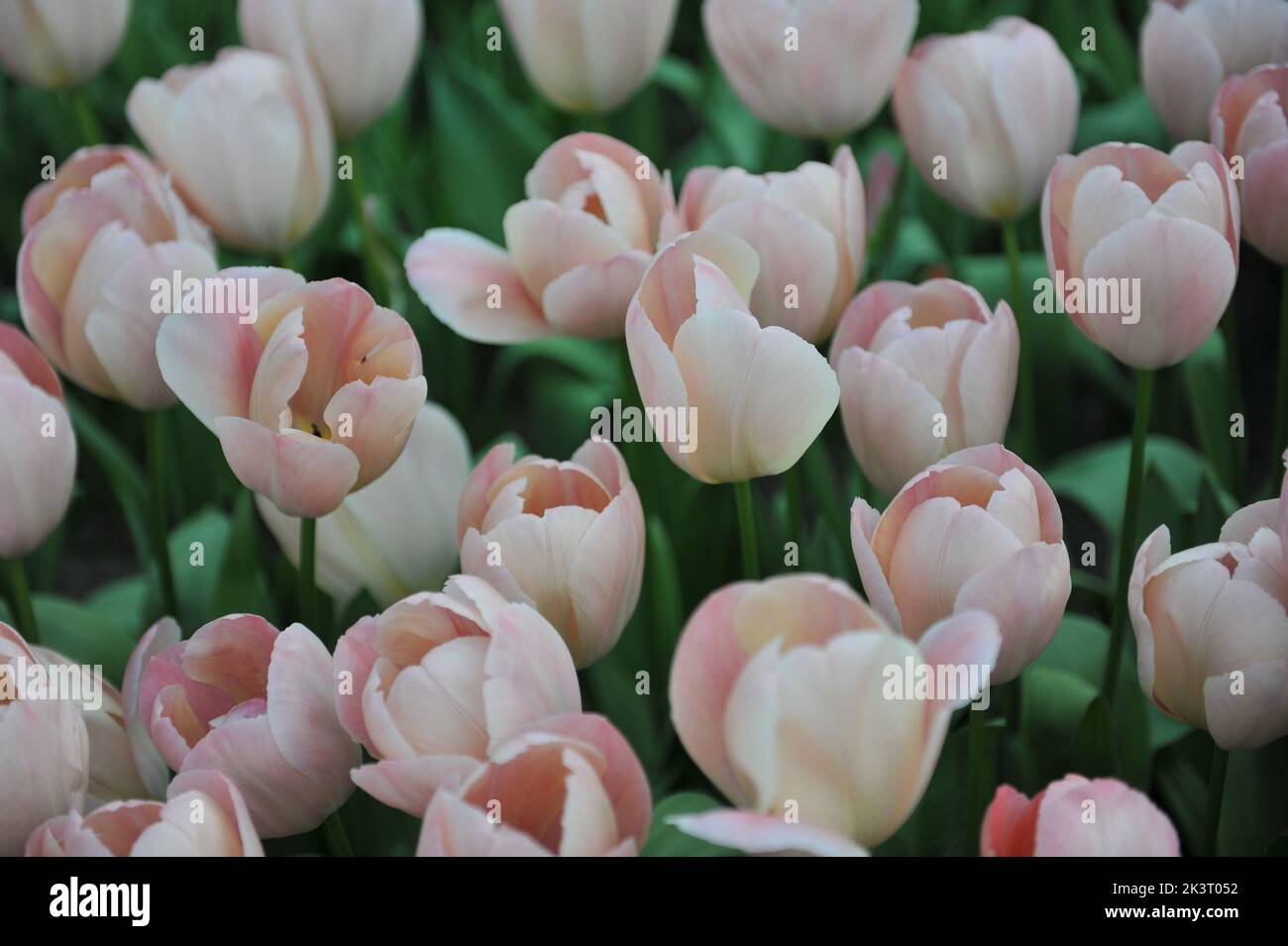 Rosa e bianco Darwin tulipani ibridi (Tulipa) salmone Van Eijk fiorire in un giardino nel mese di aprile Foto Stock