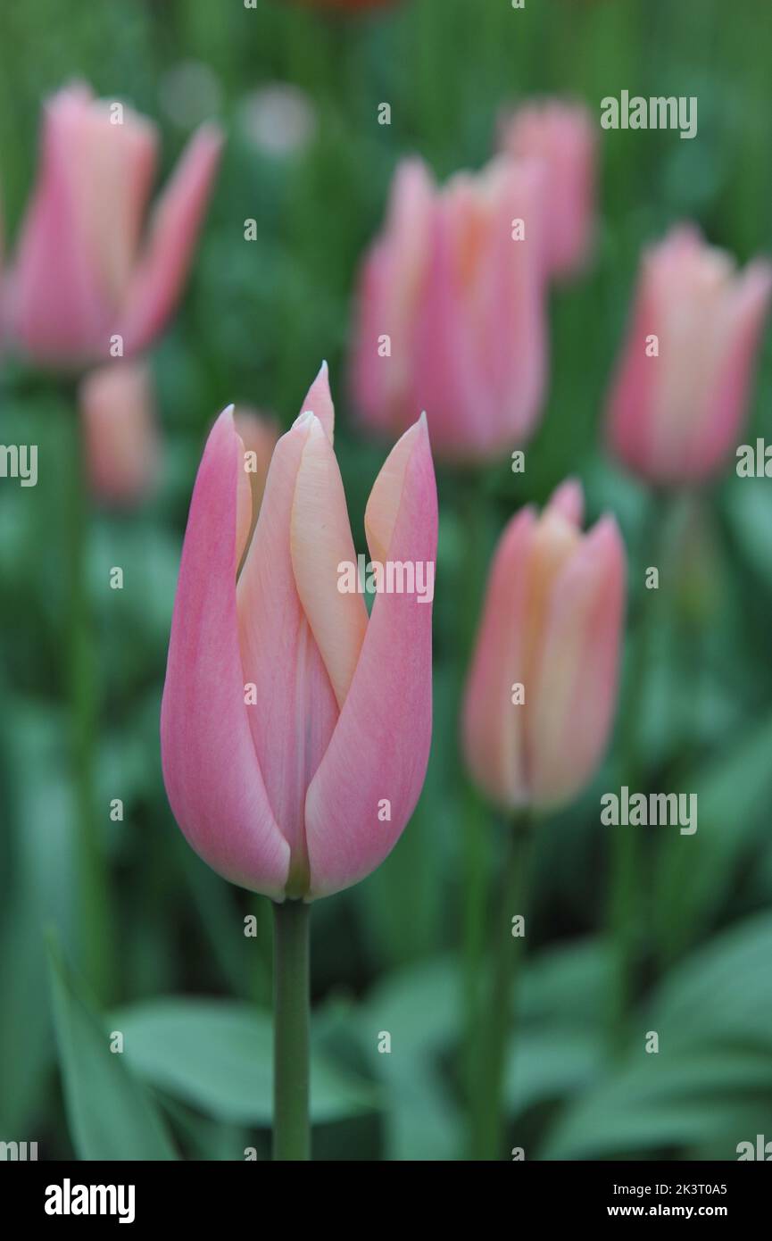 Tulipani Triumph rosa albicocca (Tulipa) Sanne fioriscono in un giardino nel mese di marzo Foto Stock