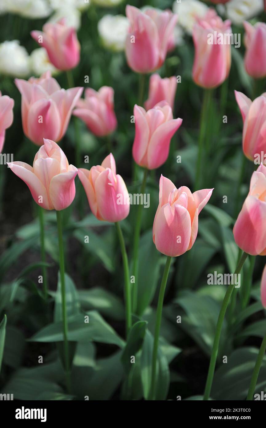 Tulipani Triumph rosa albicocca (Tulipa) Sanne fioriscono in un giardino nel mese di aprile Foto Stock