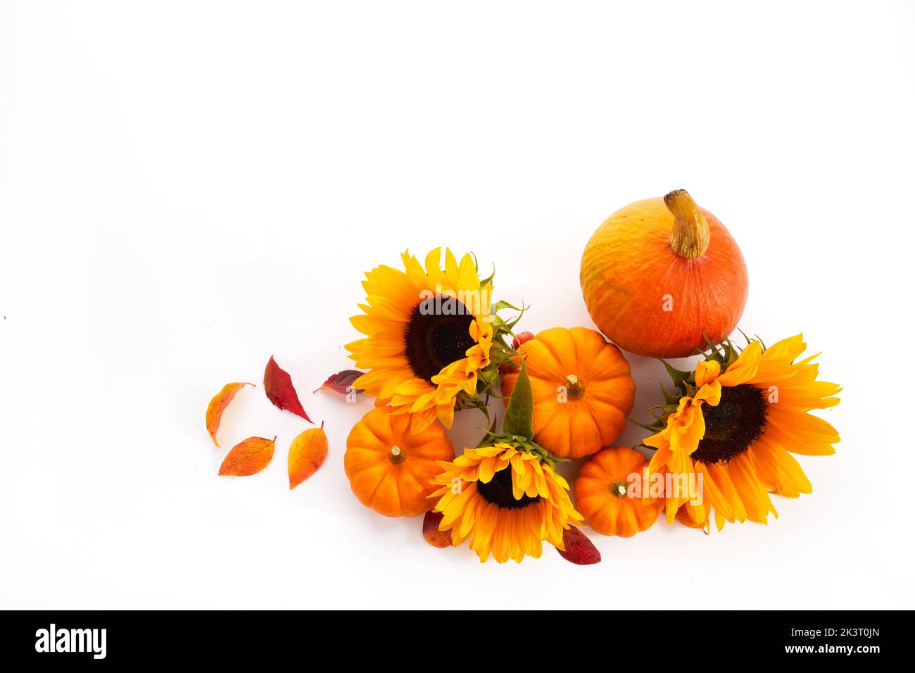 Composizione autunnale. Zucca e girasoli su sfondo bianco. Autunno, autunno, giorno di ringraziamento concetto. Foto Stock