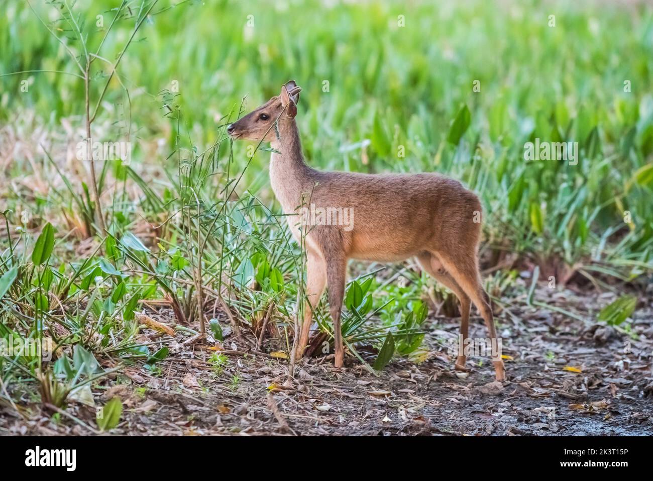 Cervo marrone.Mato grosso Brasile Foto Stock