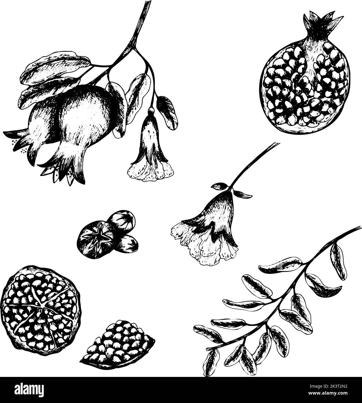 Set di melograno nero disegnato a mano taglio, fiore, ramo e foglie isolato su sfondo bianco. Illustrazione di disegni per la progettazione di menu, il logo, la produzione Illustrazione Vettoriale