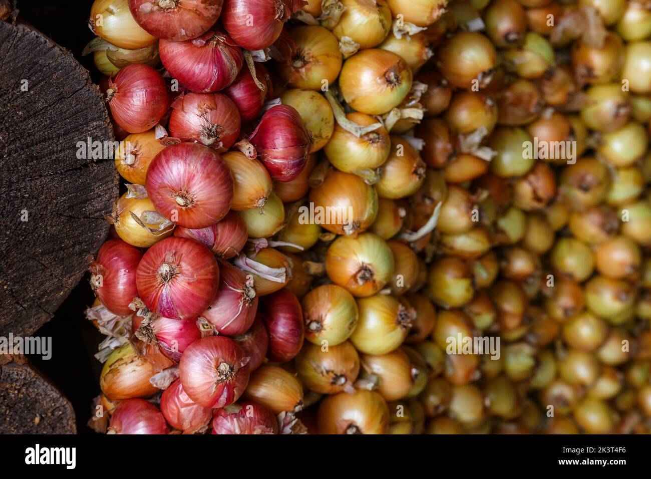 Treccia di cipolla. Cipolle gialle e rosse appese a grappoli. Raccolta di cipolle. Foto Stock