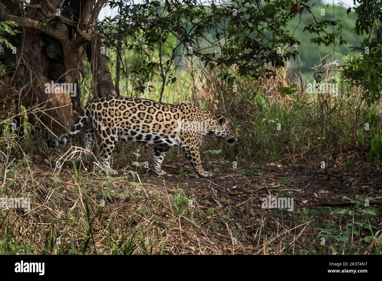 Panthera onca.Pantanal Brasile Foto Stock