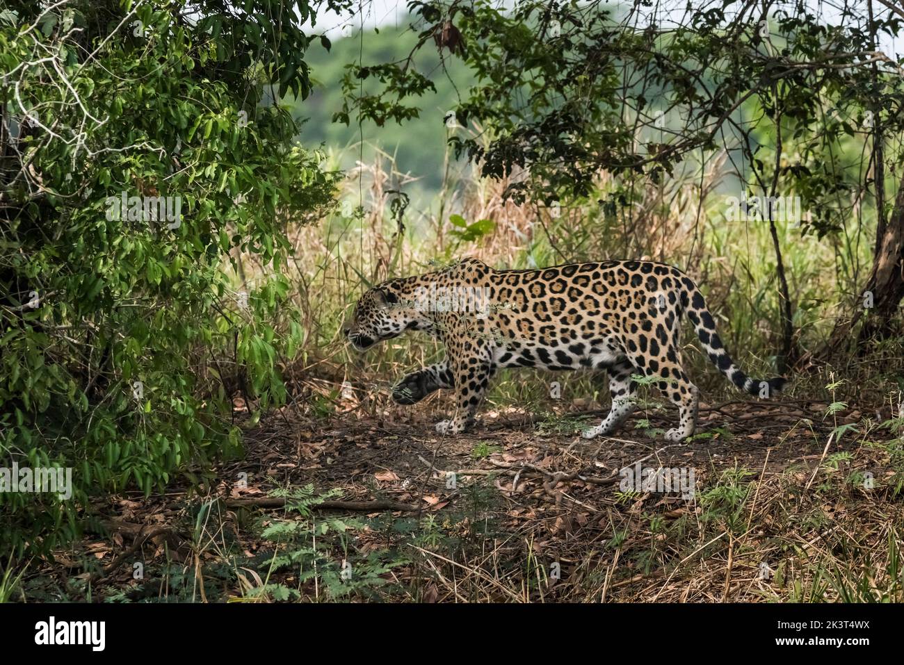 Panthera onca.Pantanal Brasile Foto Stock