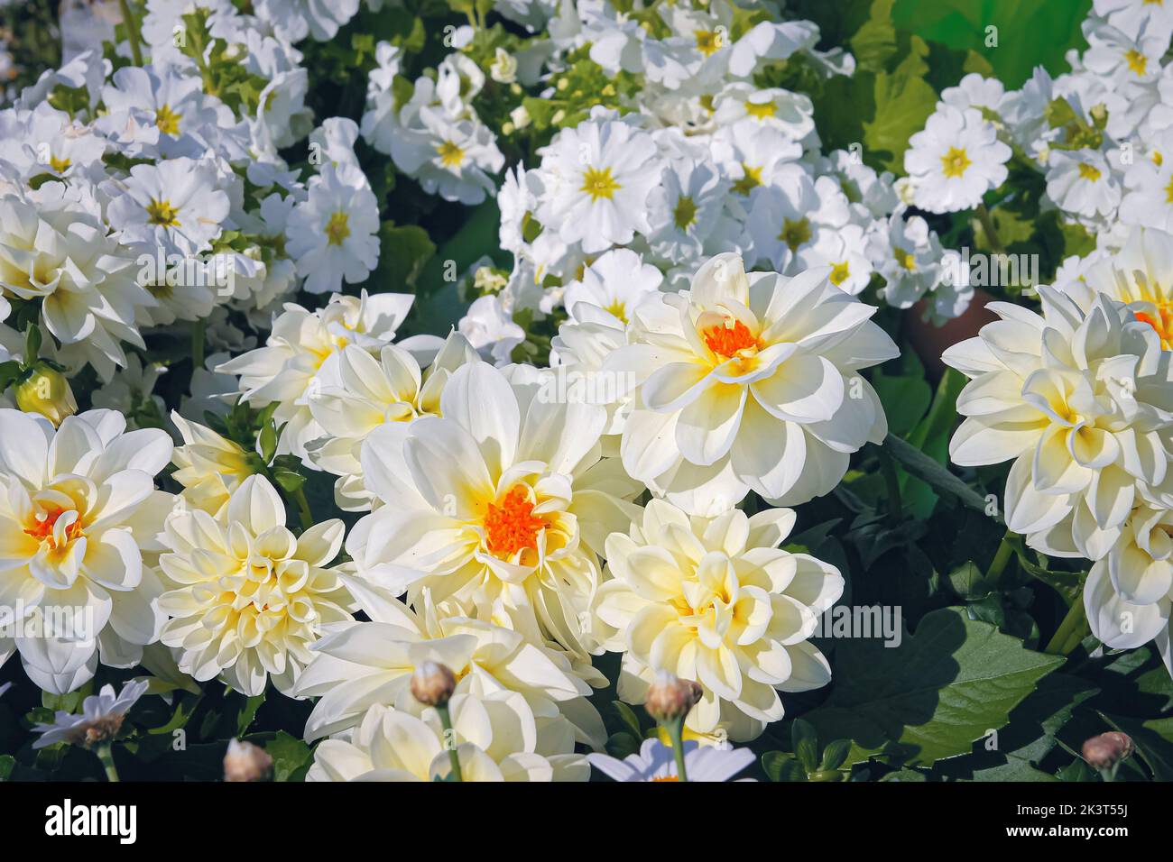 Sfondo naturale da dahlias fresco. Bel bouquet di fiori. Foto Stock