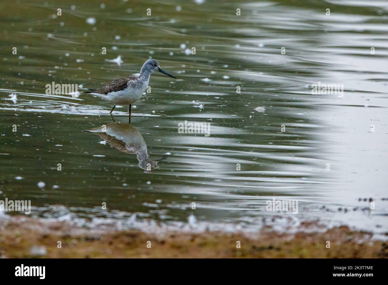 Un gambo verde nella riserva naturale di Rhäden a Obersuhl Foto Stock