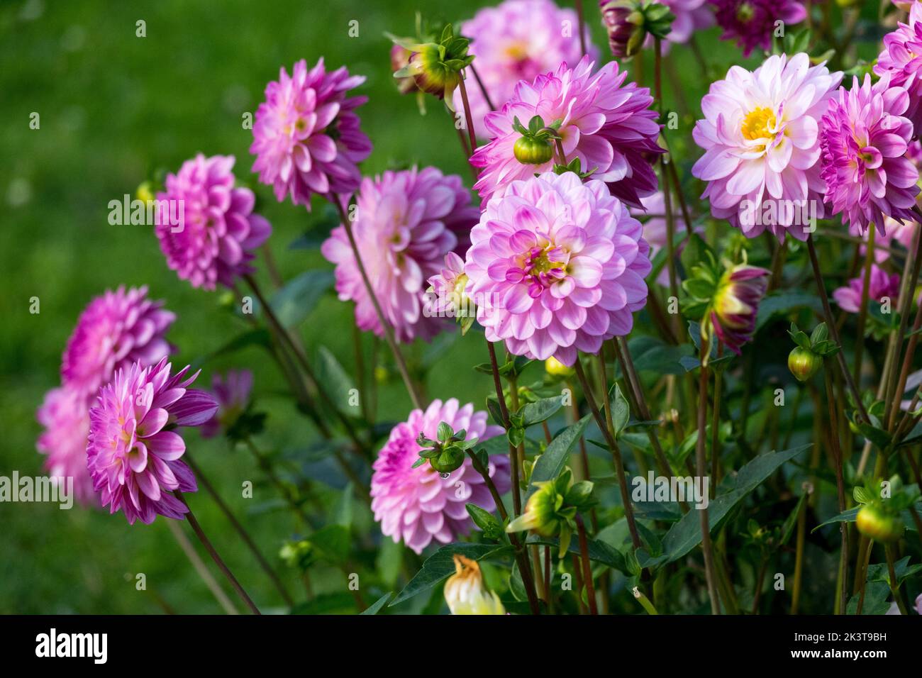 Rosa, dahlias, letto di fiori, bordo, teste di fiori, Dahlia 'Lennys Dream', Dahlia, Fiori, Letto, fioritura Foto Stock