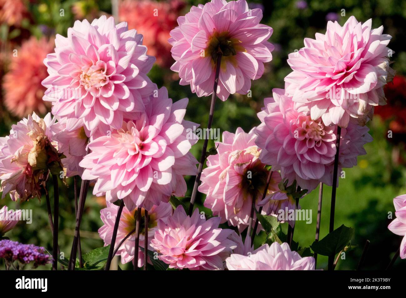 Fiori di Dahlia rosa, Dahlia, teste di fiori, bordo, letto di fiori, Dahlia "Karma Prospero" Foto Stock Fiori di Dahlia rosa, Dahlia, teste di fiori, bordo, letto di fiori, Dahlia "Karma Prospero" Foto Stock