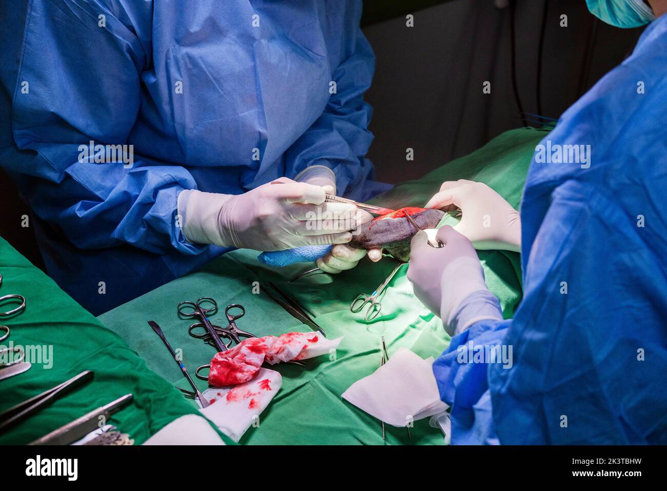 Raccolto anonimo veterinario medici in guanti di lattice dissezione tessuto di animale con forbici e bisturi durante la chirurgia in clinica moderna Foto Stock