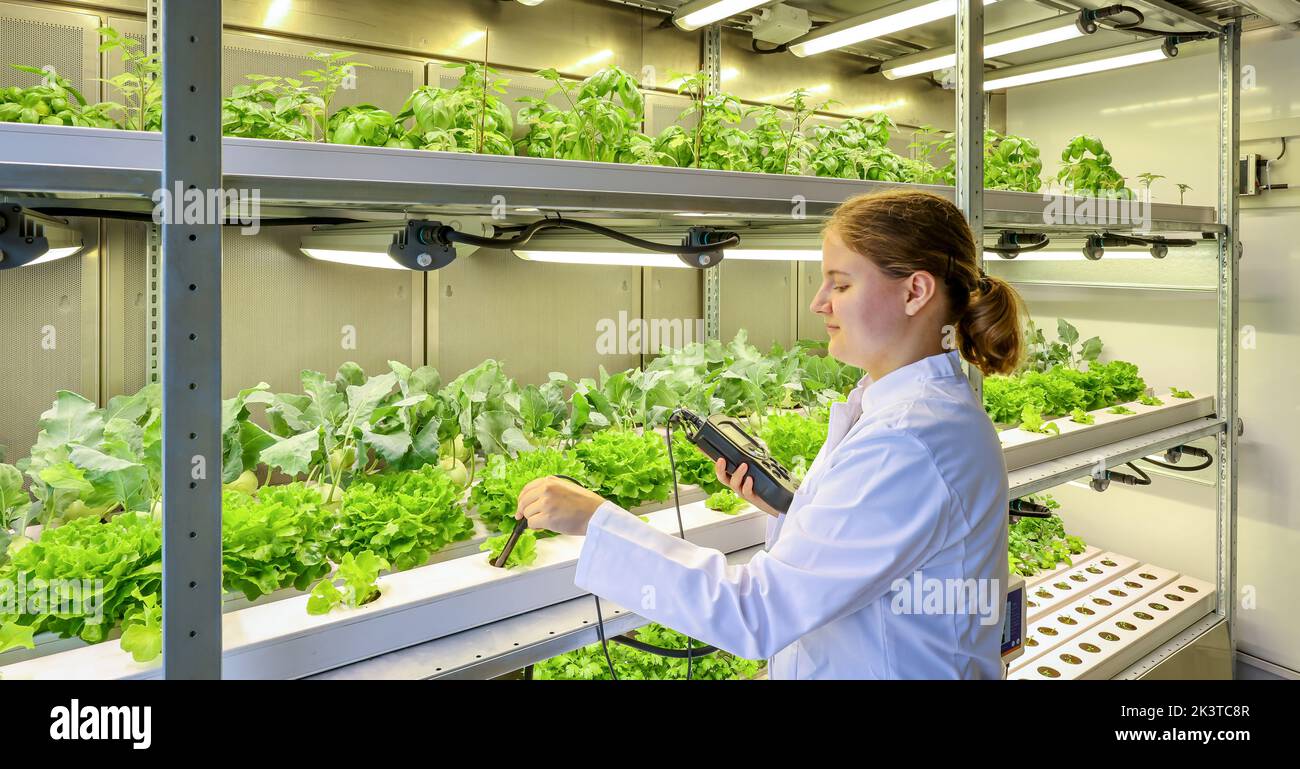 Dinslaken, Renania settentrionale-Vestfalia, Germania - coltivazione regionale di ortaggi nell'impianto di depurazione. Impianto dimostrativo SUSKULT, ambiente per studenti it Foto Stock